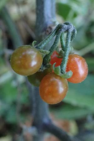 Solanum alatum \ Rotbeeriger Nachtschatten / Red Nightshade, Rhodos Koskinou 22.3.2023