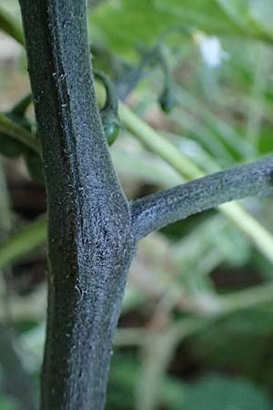 Solanum alatum \ Rotbeeriger Nachtschatten / Red Nightshade, Rhodos Koskinou 22.3.2023