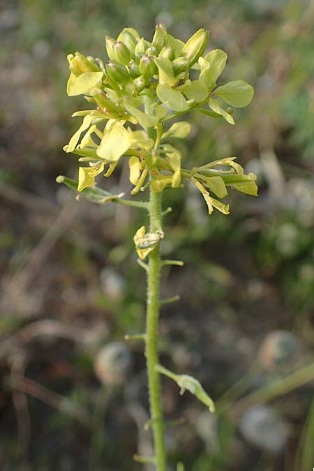 Sinapis alba \ Weier Senf / White Mustard, Rhodos Kattavia 25.3.2023