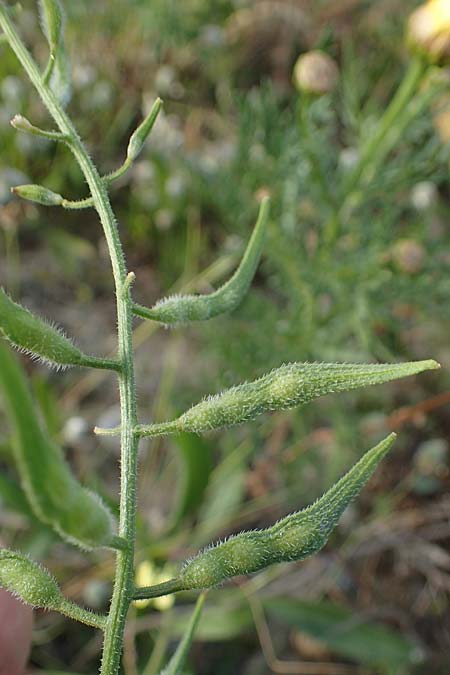 Sinapis alba \ Weier Senf / White Mustard, Rhodos Kattavia 25.3.2023