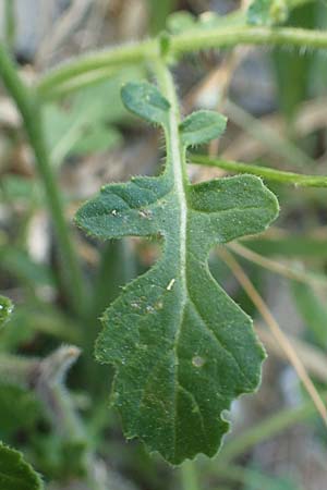 Sinapis alba \ Weier Senf / White Mustard, Rhodos Kattavia 25.3.2023