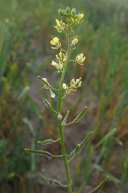 Sinapis alba \ Weier Senf / White Mustard, Rhodos Kattavia 25.3.2023