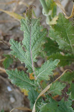 Sinapis alba \ Weier Senf / White Mustard, Rhodos Kattavia 25.3.2023