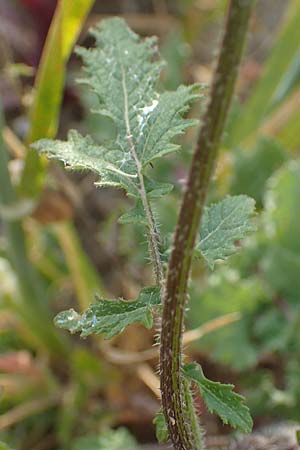 Sinapis alba \ Weier Senf / White Mustard, Rhodos Kattavia 25.3.2023