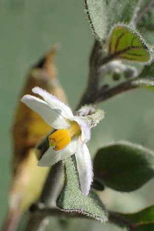 Solanum alatum \ Rotbeeriger Nachtschatten / Red Nightshade, Rhodos Archangelos 27.3.2023