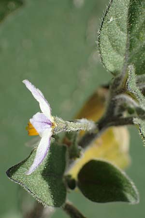 Solanum alatum \ Rotbeeriger Nachtschatten / Red Nightshade, Rhodos Archangelos 27.3.2023