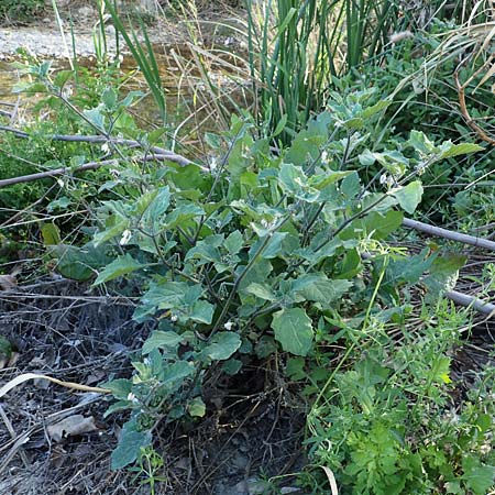 Solanum alatum \ Rotbeeriger Nachtschatten / Red Nightshade, Rhodos Stegna 28.3.2023