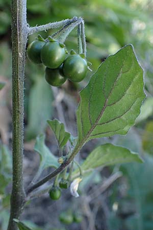 Solanum alatum \ Rotbeeriger Nachtschatten / Red Nightshade, Rhodos Stegna 28.3.2023