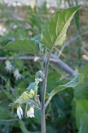 Solanum alatum \ Rotbeeriger Nachtschatten / Red Nightshade, Rhodos Stegna 28.3.2023