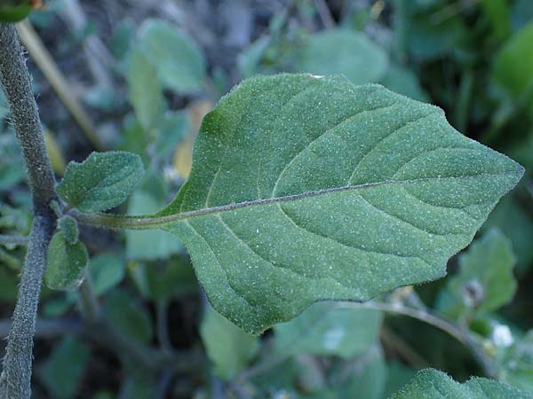 Solanum alatum \ Rotbeeriger Nachtschatten / Red Nightshade, Rhodos Stegna 28.3.2023
