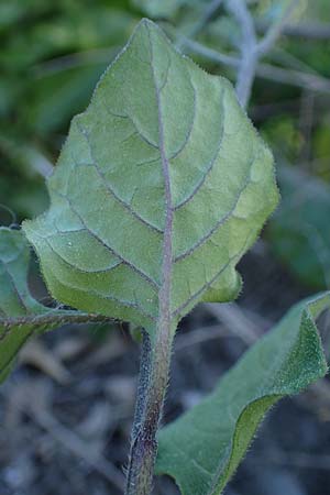 Solanum alatum \ Rotbeeriger Nachtschatten / Red Nightshade, Rhodos Stegna 28.3.2023