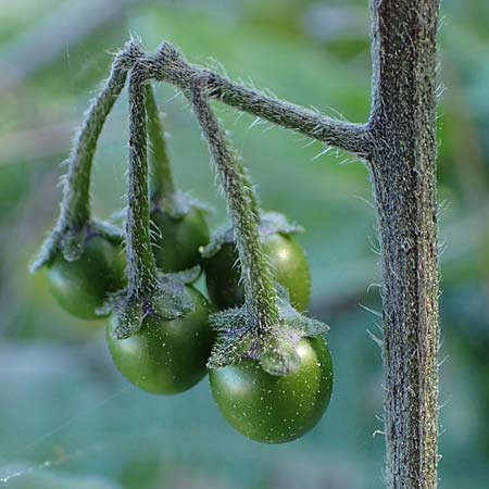 Solanum alatum \ Rotbeeriger Nachtschatten / Red Nightshade, Rhodos Stegna 28.3.2023