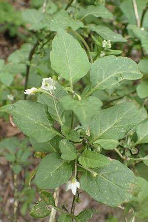 Solanum chenopodioides \ Gnsefublttriger Nachtschatten, Zierlicher Nachtschatten / Whitetip Nightshade, Goosefoot Nightshade, Rhodos City 28.3.2019