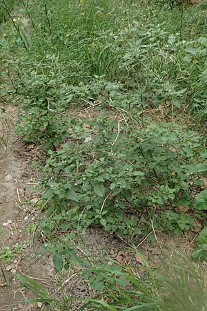 Solanum chenopodioides \ Gnsefublttriger Nachtschatten, Zierlicher Nachtschatten / Whitetip Nightshade, Goosefoot Nightshade, Rhodos City 28.3.2019