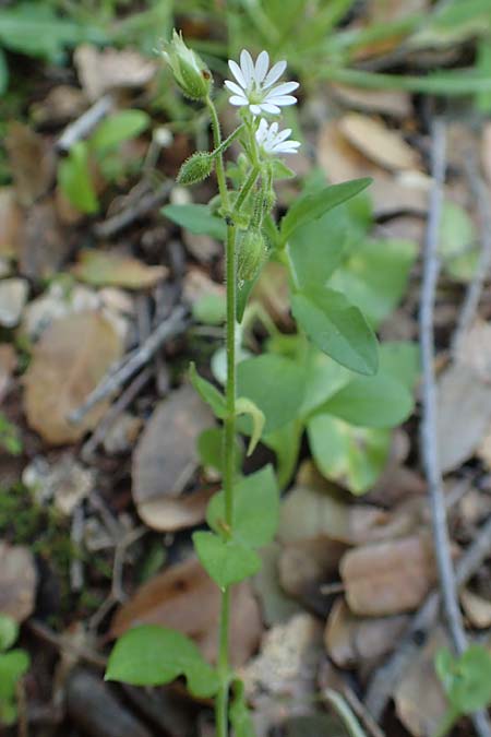 Stellaria cupaniana \ Mittelmeer-Sternmiere / Southern Chickweed, Rhodos/Rhodes Profitis Ilias 2.4.2019