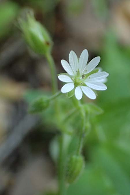 Stellaria cupaniana \ Mittelmeer-Sternmiere / Southern Chickweed, Rhodos/Rhodes Profitis Ilias 2.4.2019
