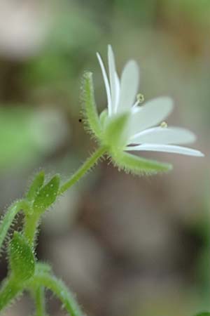 Stellaria cupaniana \ Mittelmeer-Sternmiere / Southern Chickweed, Rhodos/Rhodes Profitis Ilias 2.4.2019