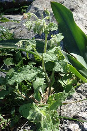 Symphytum creticum \ Kreta-Beinwell / Cretan Gorge Comfrey, Rhodos/Rhodes Profitis Ilias 2.4.2019