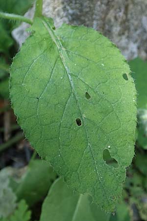 Symphytum creticum \ Kreta-Beinwell / Cretan Gorge Comfrey, Rhodos/Rhodes Profitis Ilias 2.4.2019