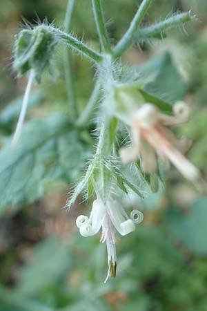 Symphytum creticum \ Kreta-Beinwell / Cretan Gorge Comfrey, Rhodos/Rhodes Profitis Ilias 2.4.2019