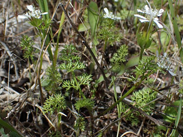 Scandix pecten-veneris \ Echter Venuskamm / Shepherd's Needle, Rhodos Moni Artamiti 16.3.2023