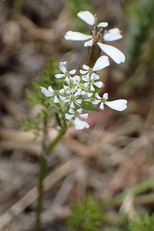 Scandix pecten-veneris, Echter Venuskamm