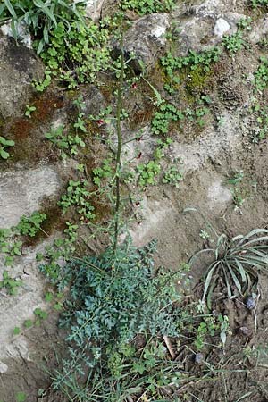 Scrophularia lucida \ Gl&auml;nzende Braunwurz / Shining-Leaved Figwort, Rhodos/Rhodes Archangelos 17.3.2023