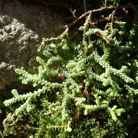 Selaginella denticulata \ Gez&auml;hnter Moosfarn / Tooth-Leaved Clubmoss, Rhodos/Rhodes Epta Piges 27.3.2019