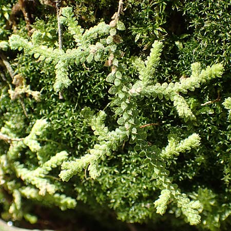 Selaginella denticulata \ Gez&auml;hnter Moosfarn / Tooth-Leaved Clubmoss, Rhodos/Rhodes Epta Piges 27.3.2019