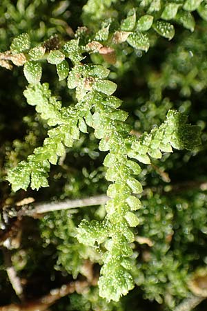 Selaginella denticulata \ Gez&auml;hnter Moosfarn / Tooth-Leaved Clubmoss, Rhodos/Rhodes Epta Piges 27.3.2019