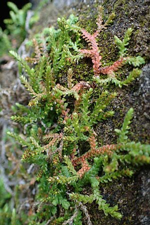Selaginella denticulata \ Gez&auml;hnter Moosfarn / Tooth-Leaved Clubmoss, Rhodos/Rhodes Archangelos 17.3.2023
