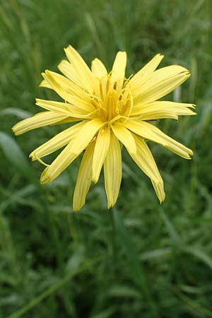 Scorzonera elata \ Hohe Schwarzwurzel / Tall Viper's Grass, Rhodos Pilona 28.3.2019