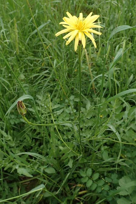 Scorzonera elata \ Hohe Schwarzwurzel / Tall Viper's Grass, Rhodos Pilona 28.3.2019