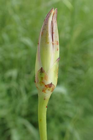 Scorzonera elata \ Hohe Schwarzwurzel / Tall Viper's Grass, Rhodos Pilona 28.3.2019