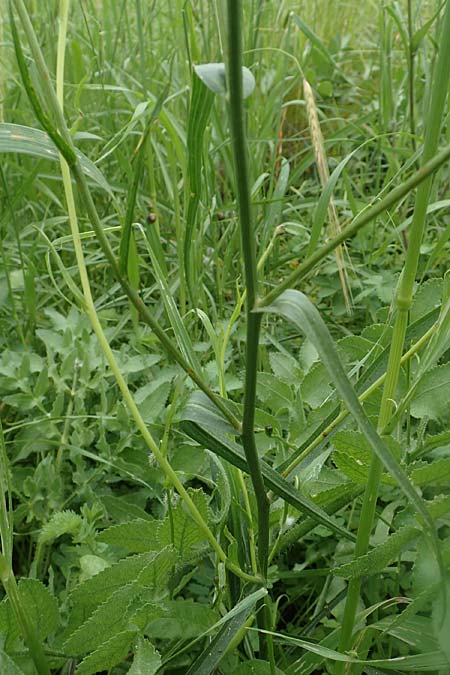 Scorzonera elata \ Hohe Schwarzwurzel / Tall Viper's Grass, Rhodos Pilona 28.3.2019