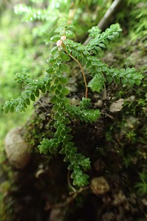 Selaginella denticulata \ Gez&auml;hnter Moosfarn / Tooth-Leaved Clubmoss, Rhodos/Rhodes Petaloudes 4.4.2019