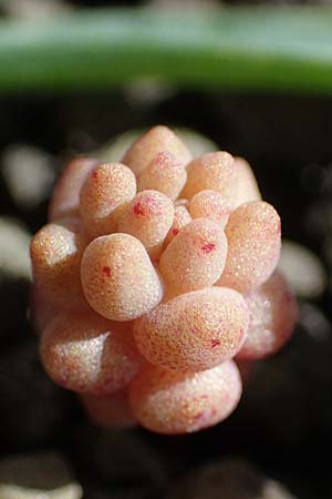 Sedum eriocarpum subsp. caricum, Karische Fetthenne