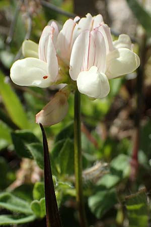 Securigera parviflora \ Kleinbltige Beilwicke, Rhodos Lindos 20.3.2023