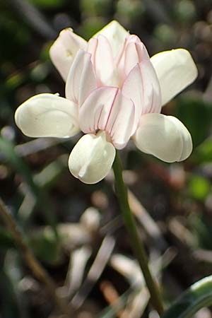 Securigera parviflora \ Kleinbltige Beilwicke, Rhodos Lindos 20.3.2023