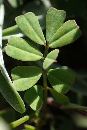 Securigera parviflora \ Kleinbltige Beilwicke, Rhodos Lindos 20.3.2023
