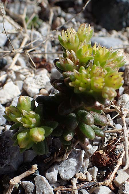 Sedum caespitosum \ Rasige Fetthenne / Broad-Leaf Stonecrop, Rhodos/Rhodes City 28.3.2023