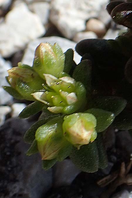 Sedum caespitosum \ Rasige Fetthenne / Broad-Leaf Stonecrop, Rhodos/Rhodes City 28.3.2023