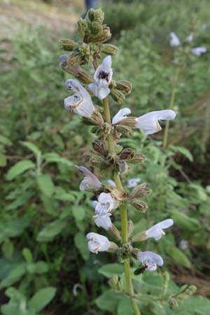 Salvia fruticosa \ Griechischer Salbei / Greek Sage, Rhodos Epta Piges 27.3.2019