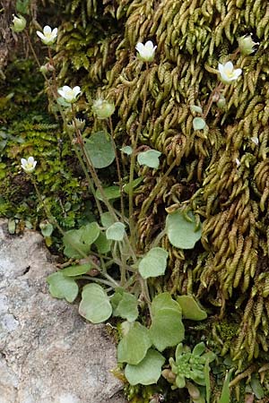 Saxifraga hederacea \ Efeubl&auml;ttriger Steinbrech / Ivy-Leaved Saxifrage, Rhodos/Rhodes Embona 31.3.2019