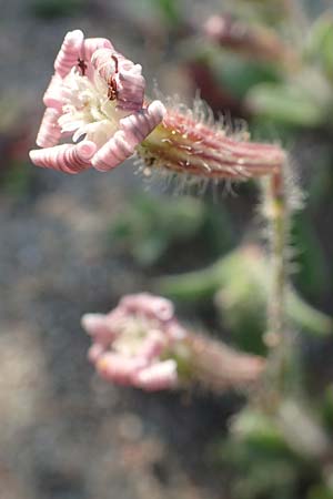 Silene discolor \ Zweifarbiges Leimkraut / Two-Colored Campion, Rhodos/Rhodes Kattavia 1.4.2019