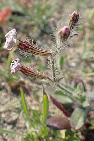Silene discolor \ Zweifarbiges Leimkraut / Two-Colored Campion, Rhodos/Rhodes Kattavia 1.4.2019
