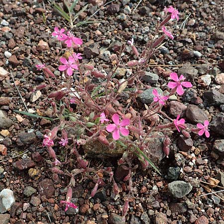 Silene salamandra \ Rhodisches Leimkraut / Rhodian Catchfly, Rhodos/Rhodes Laerma 3.4.2019