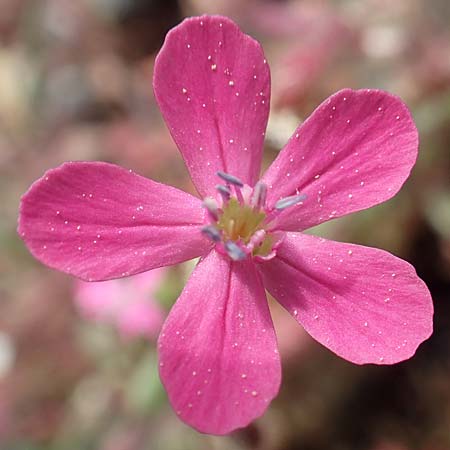 Silene salamandra \ Rhodisches Leimkraut / Rhodian Catchfly, Rhodos/Rhodes Laerma 3.4.2019