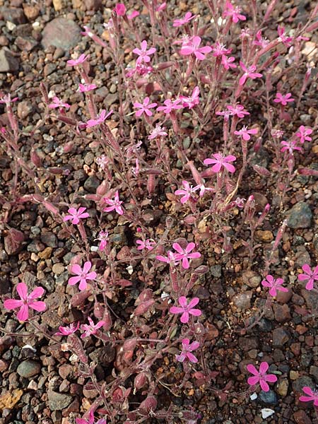 Silene salamandra \ Rhodisches Leimkraut / Rhodian Catchfly, Rhodos/Rhodes Laerma 3.4.2019