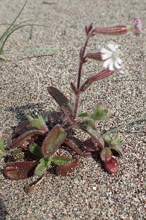 Silene discolor \ Zweifarbiges Leimkraut / Two-Colored Campion, Rhodos/Rhodes Apolakkia 3.4.2019